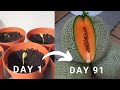 Try out this method to harvest Cantaloupe  in 91 days! Rockmelon harvest!