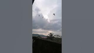 SP NO1 VIRAL!!! respon awet