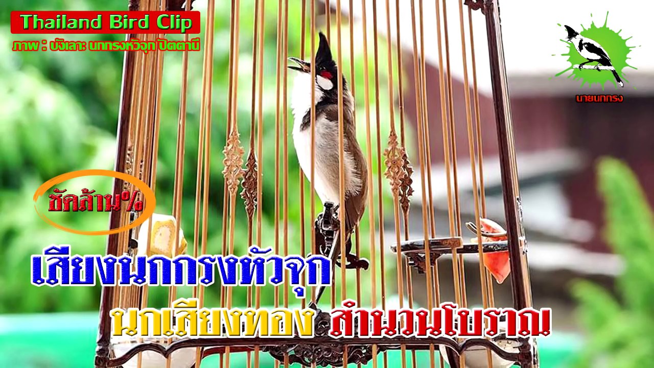 เสียงนกกรงหัวจุก นกเพลงครู นกเสียงทองสำนวนโบราณ  (Thailand Bird Clip) 66 นาที Chào Mào Thái Lan