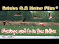 Flamingos im Zwillbrocker Venn in Slow Motion Vreden - nature film -