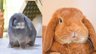 One Hour Rabbits Move their nose funny, rabbit being cute Funny  and Cute Bunny 2022