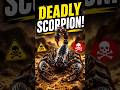 SCORPION Deadly Desert Hunter Amazing Scorpion Facts 4K Zoovanta TV