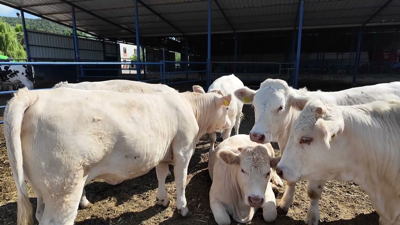 Etçi Sığır Yetiştiriciliğinde Kazanç | Tuna Eren Kapalı Sistem Ekonomik Yetiştirme Modeli