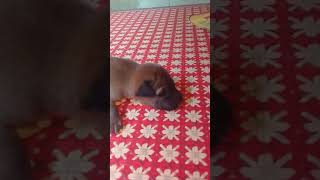 This is our new blog for dogs specially to babblu the lovable pet baby
plz watch cute videos and share,subscribe special thanks sona,brayan
tnks o...
