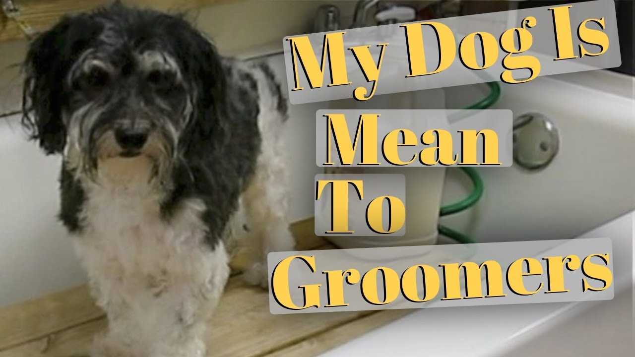 What Does Grooming A Dog Mean