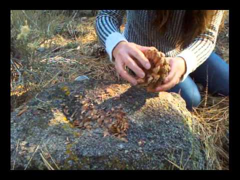 How to harvest pine nuts in the