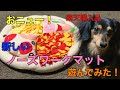 【ミニチュアダックスフンド】新しいノーズワークマットを買ったので開封して全力で遊んで見た【ノーズワーク】