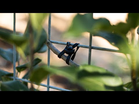 Eco Friendly Zip Ties
