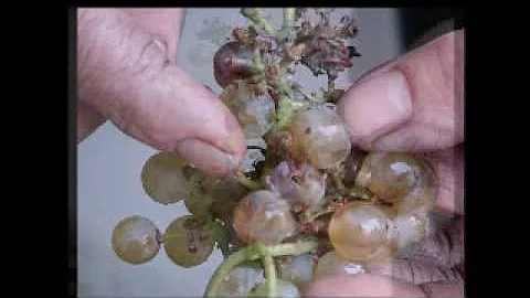 What is Botrytis? Fred Scherrer shows how it affec...