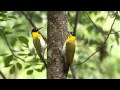 Black headed Woodpecker1