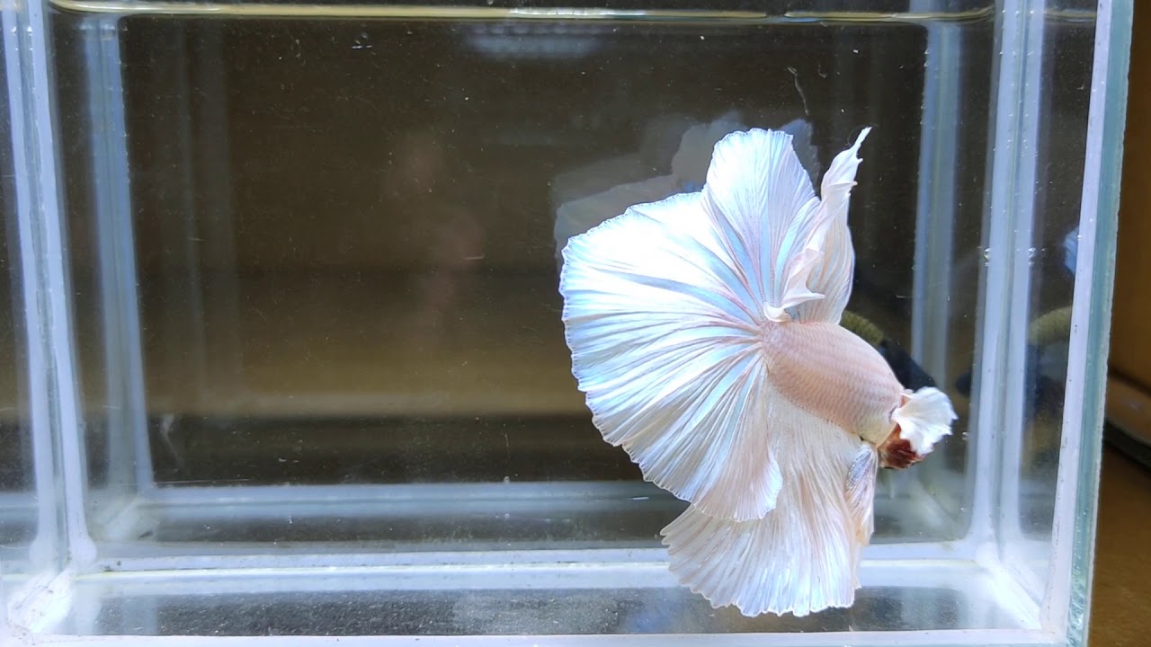 Betta Fish White Opal Over Halfmoon(Ohm) Male