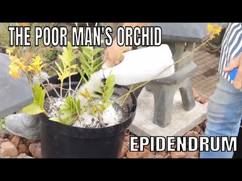 Video: Bagaimana cara menanam orkid epidendrum?