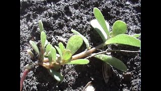 видео Как бороться с сорняками на огороде: лучшие методы и средства