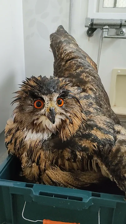 今日のジュニ君🦉水浴びの続き