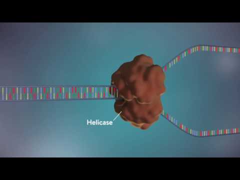Vídeo: On es produeix la replicació i la separació de l'ADN?