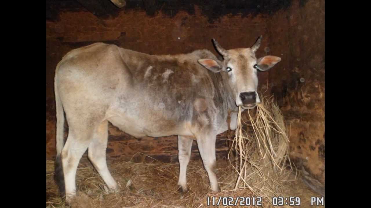 Tours of India, Explore Indian Culture, Village, Trekking, Wildlife, History, Real India