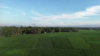 Di Sawah Kedungreja | Dji Mavic Mini 3