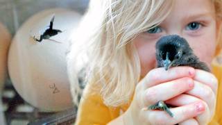 We Hatched Rare Black Chicks for 4 Months. Here's What Happened...