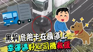 黑狗危險卡在國道中間 遇好心司機神救援｜天編推播@中天新聞CtiNews