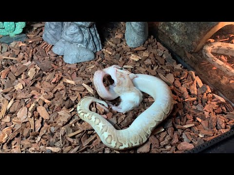 Bamboo ball python LIVE FEEDING - YouTube