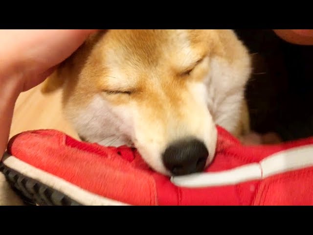 飼い主帰宅に感極まる柴犬こてつ君 お留守番長かったね Youtube