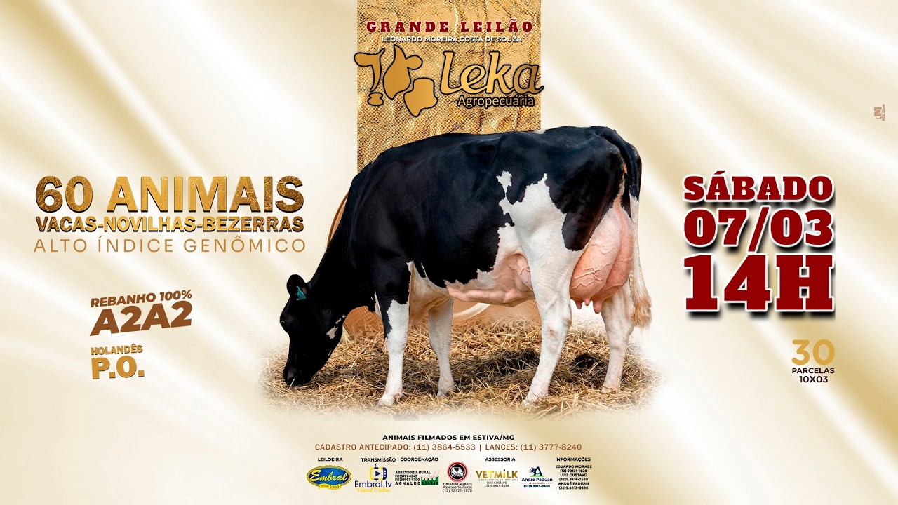 GRANDE LEILÃO LEKA AGROPECUÁRIA | GADO HOLANDÊS P.O.