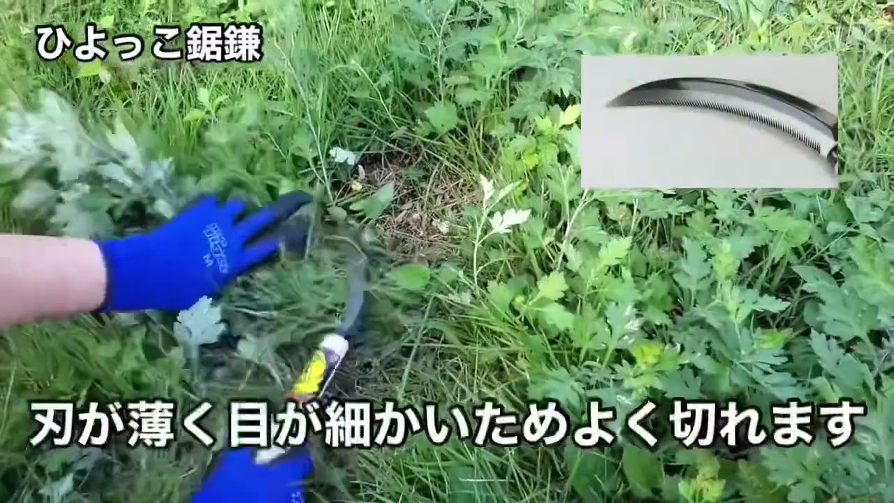 ひよっこ鋸鎌 （ステンレス170mm） | 道刃物工業株式会社