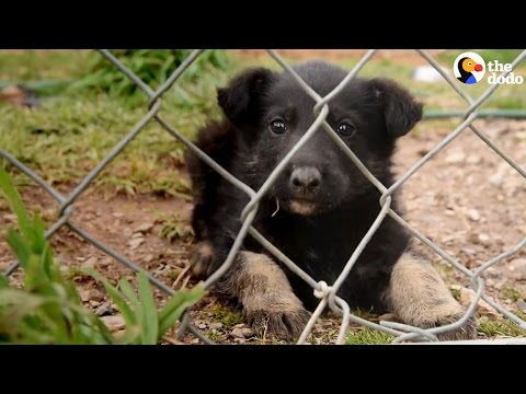 Video: 10 šunų, kurie žino, kad žiemos audra Jonas buvo išleistas žemėje dėl jų malonumo