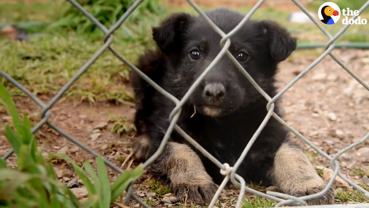 Puppy Mill Rescue: 300 Dogs Were Saved From This Terrible Puppy Mill | The Dodo
