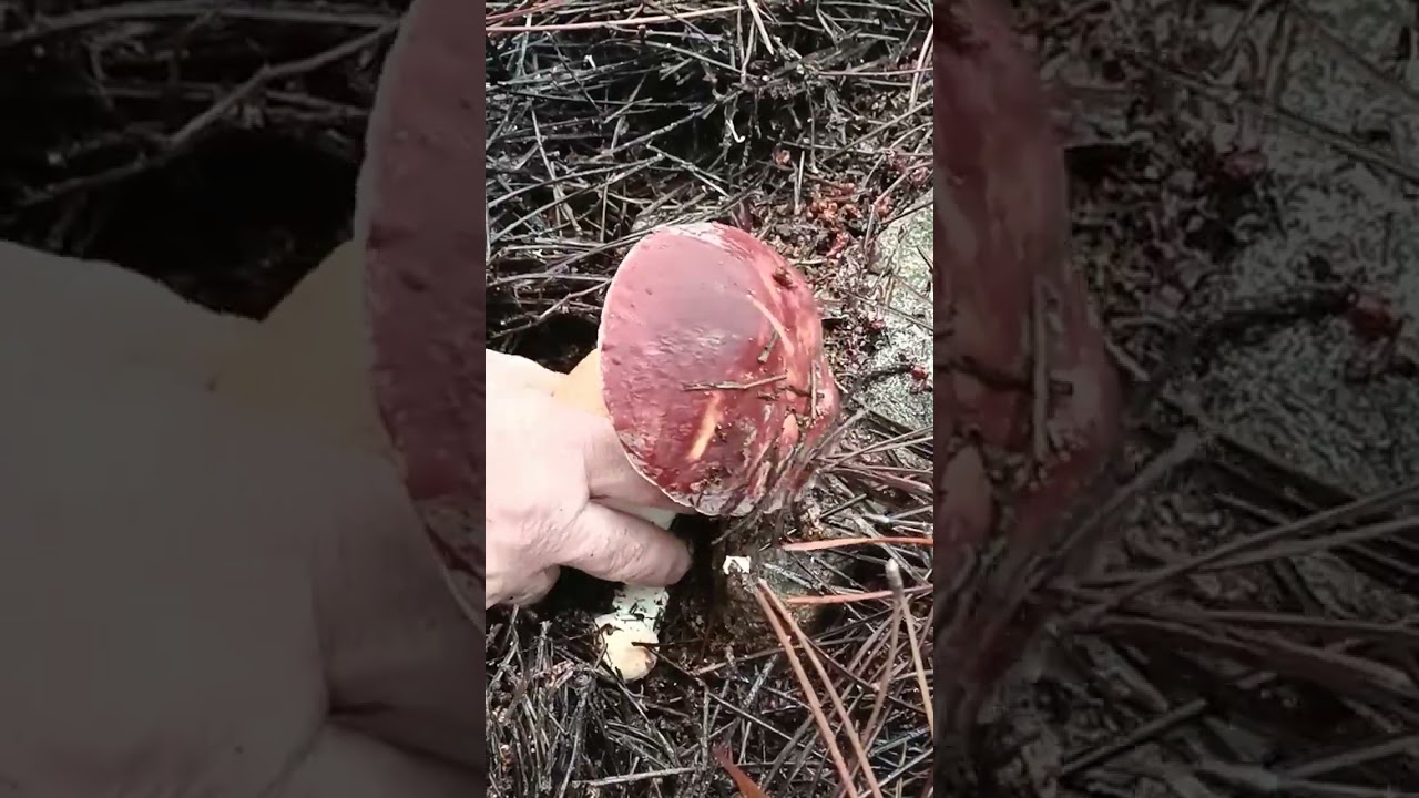 Impresionante ejemplar de Boletus #boletus #naturaleza #campo #galiza #nature #boletus #finca