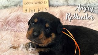 DKV Rottweilers Video Collection | Angry Rottweiler Puppy