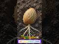 How Mango Grows 🥭 From Seed To Sweet Fruit#shorts#youtube #foryou