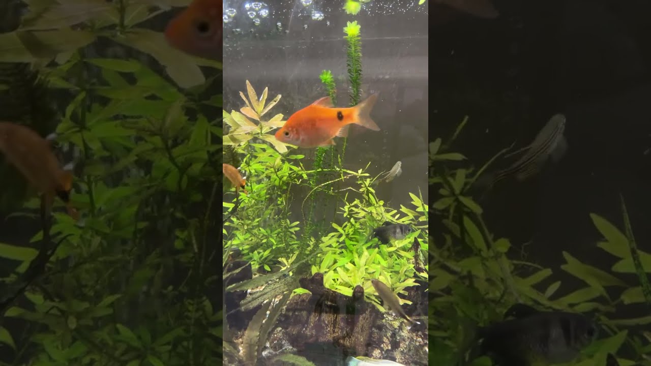 @Good day everyone! Tita Beth’s HomeLife&Cooking is live #23-02-26