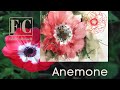 Red Anemone Flower -  Watercolor/Aquarela - Demo