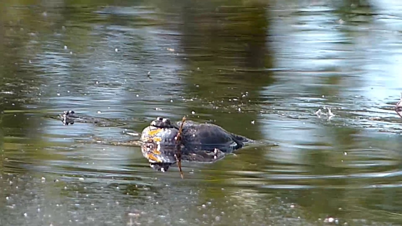 Bombina bombina - Краснобрюхая жерлянка