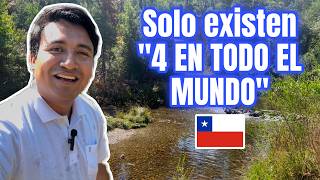 SOLO hay 4 lugares como este en TODO EL MUNDO | Rio Las Cruces Laraquete Chile