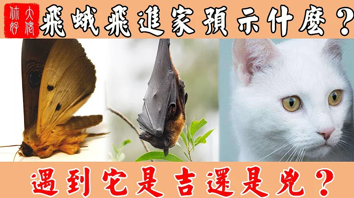 飛蛾飛進家裡預示什麼？遇到這些小動物是吉還是兇？ - 天天要聞