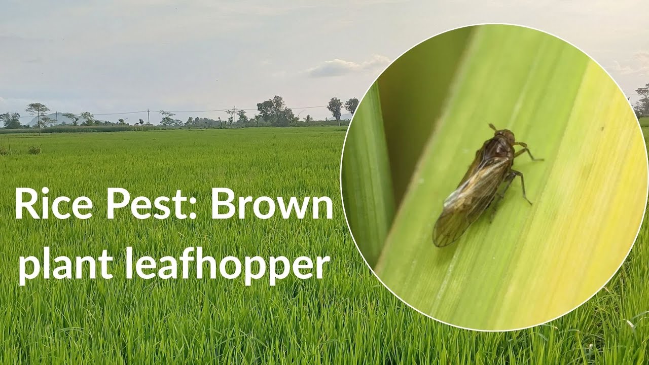 Bph In Rice Brown Planthopper (BPH) in Rice – Identification, Symptoms, and ...