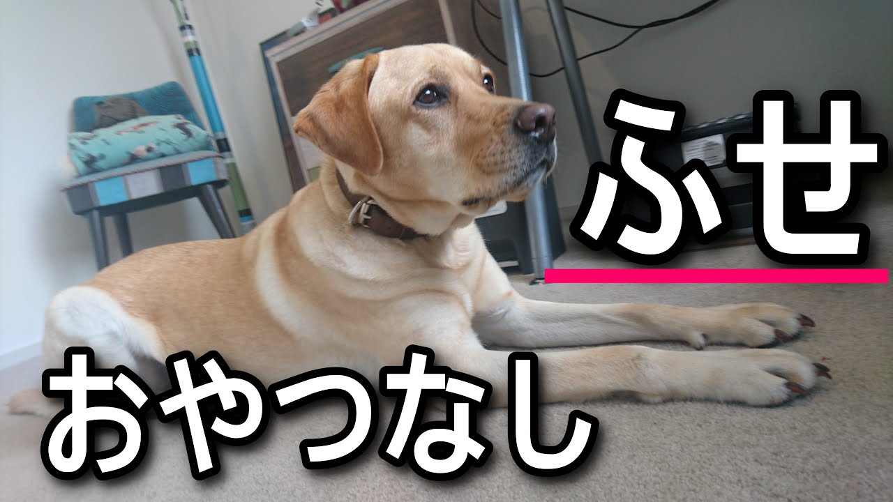 犬のしつけ【⑥ふせの教え方】おやつなし 家でできるしつけトレーニング方法。ワンちゃんのあなたへの信頼度がわかる