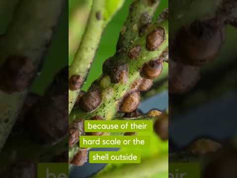 Video: Coccid Soft Scale Insect Control: Behandlung von Soft Scale Bugs im Garten