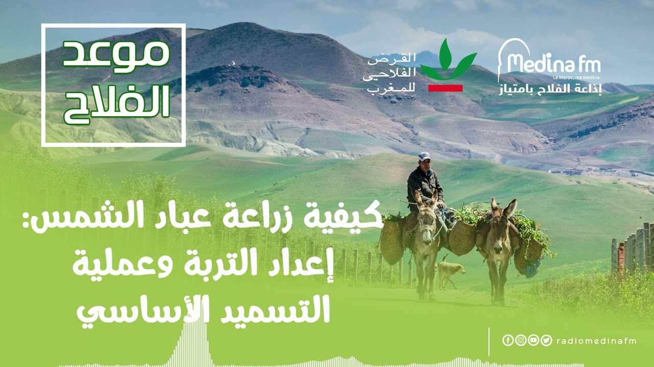 موعد الفلاح - كيفية زراعة عباد الشمس : إعداد التربة و عملية التسميد الأساسي