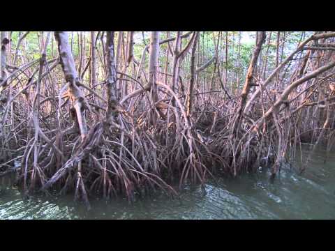 Mangroves in Belize