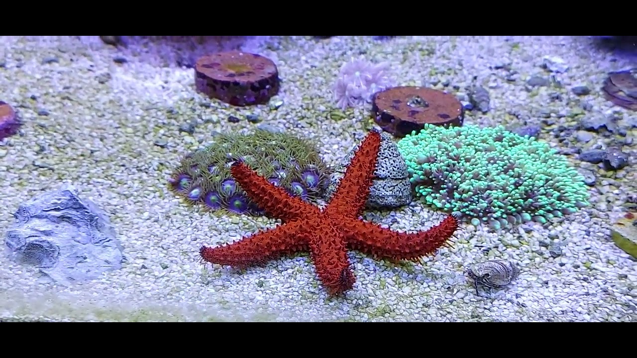 Estrela da mar Daniel - YouTube
