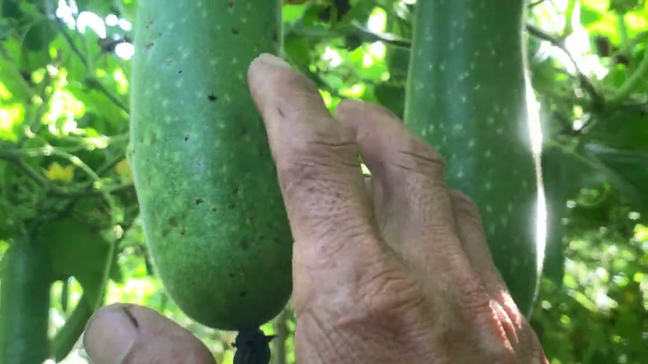 Bón phân thuốc gì  để cho bí rộ cầu 2 và thúc trái như thế nào cho mau lớn