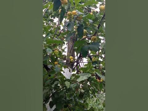 яблоня сорт ,,золотой ранет,, - YouTube