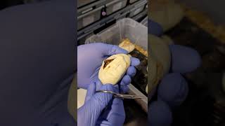 Leopard Ball Python Egg Cutting