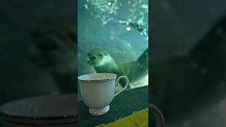 Lost the tea AGAIN! Those Sea Otters at the @Oregon Zoo are SO CUTE! 🦦❤️ #seaotters #adhd #tea