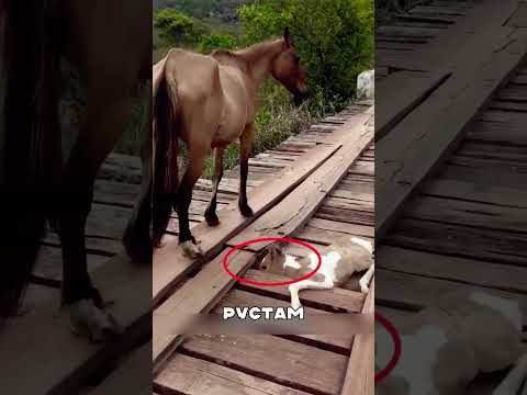 Лошадь СНЕСЛА витрину магазина 😱🔥🐴