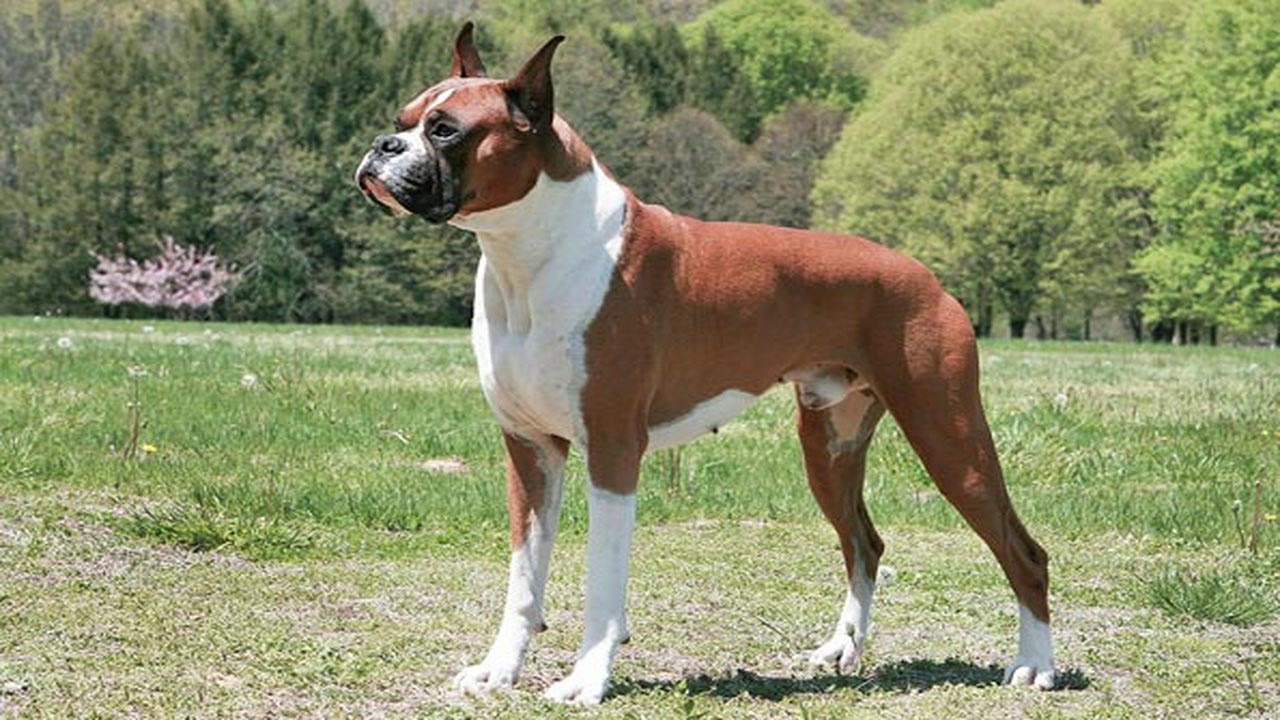 boxer dog