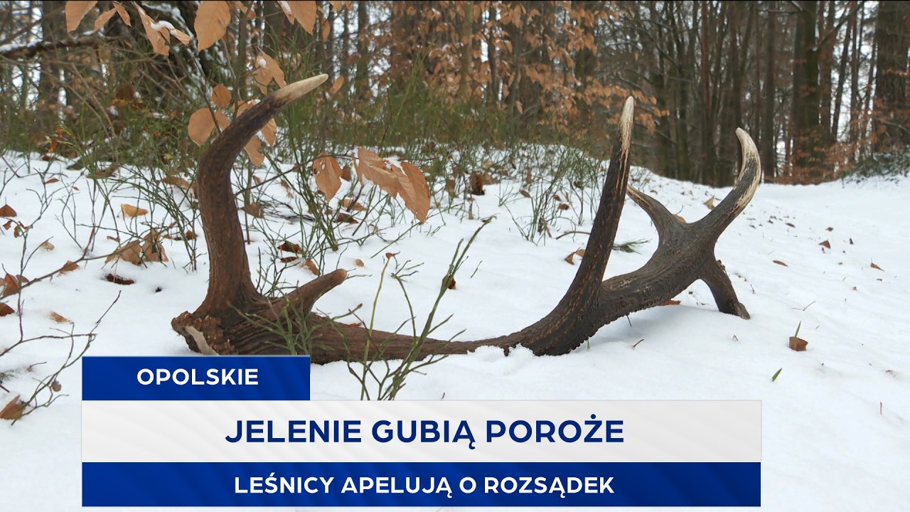 Jelenie gubią poroże. Leśnicy apelują o rozsądek